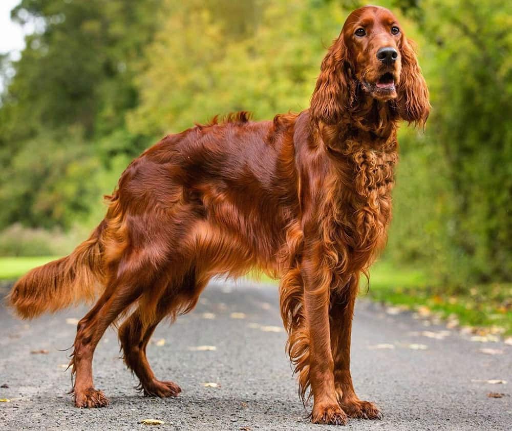 Irish Setter Introducing the HighEnergy Gun Dog with Charm K9 