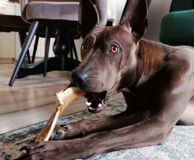 Thai Ridgeback dog chewing a huge bone