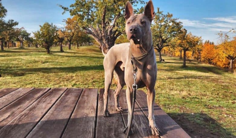 Thai Ridgeback dog posing on the autumn field background