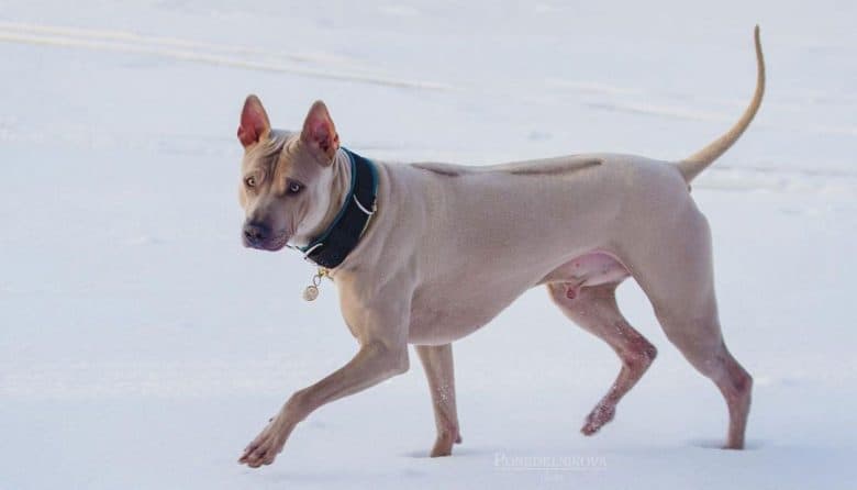 Thai Ridgeback dog walking on the snow field