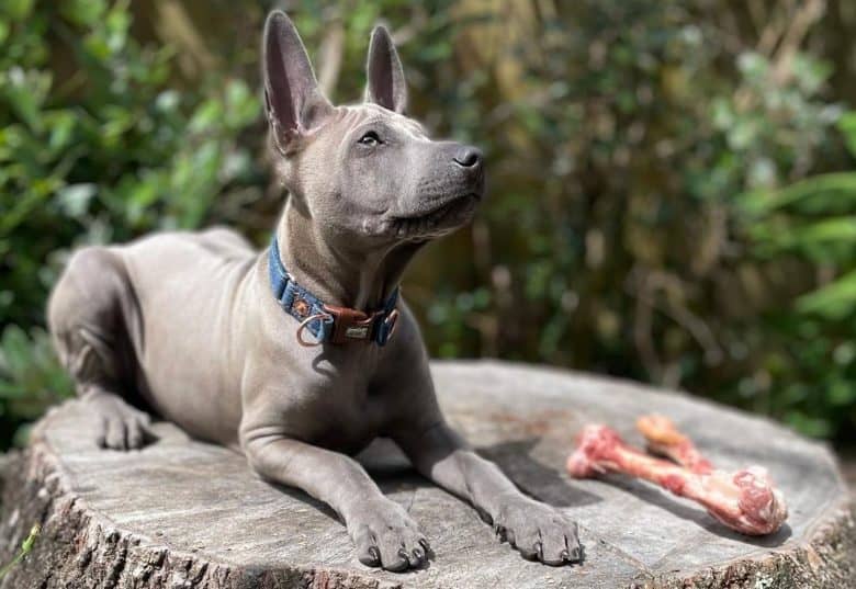 Thai Ridgeback dog with a bone on the top of tree stump