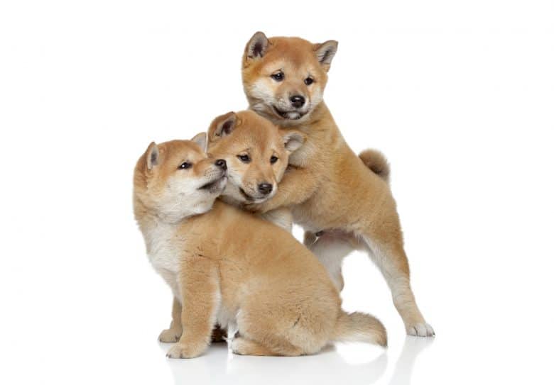 Three Shiba Inu dog puppies