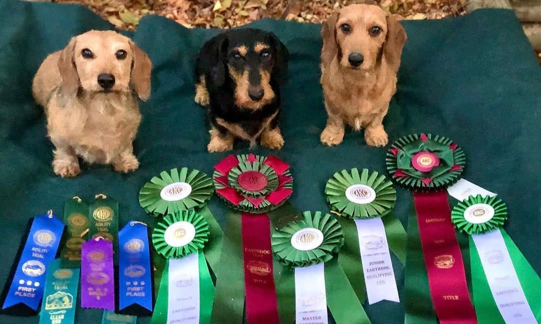 Earthdog tests What are these trials and how to get started K9 