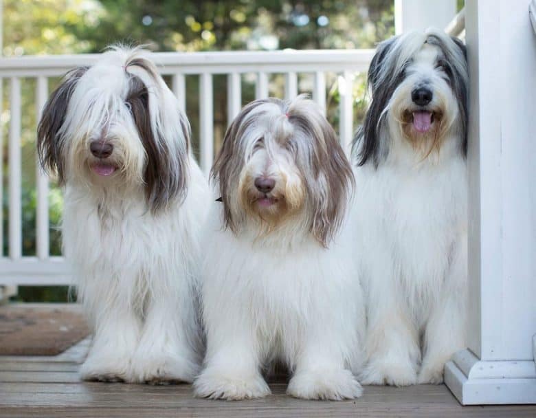 Three fluffy Polish Lowland Sheepdog