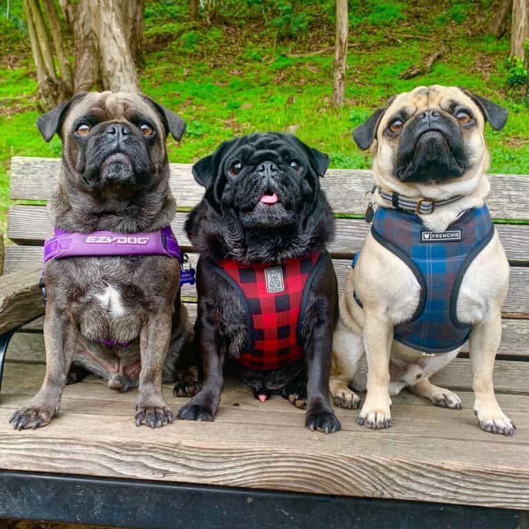 Flatfaced But Fantastic? Should I Get a Pug? K9 