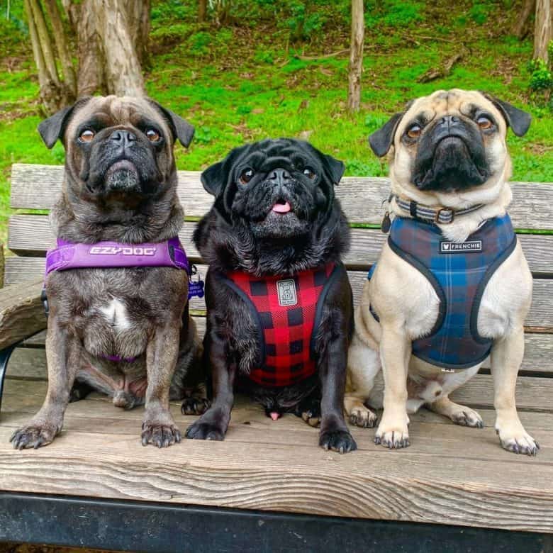 Three Pug dogs wearing harness