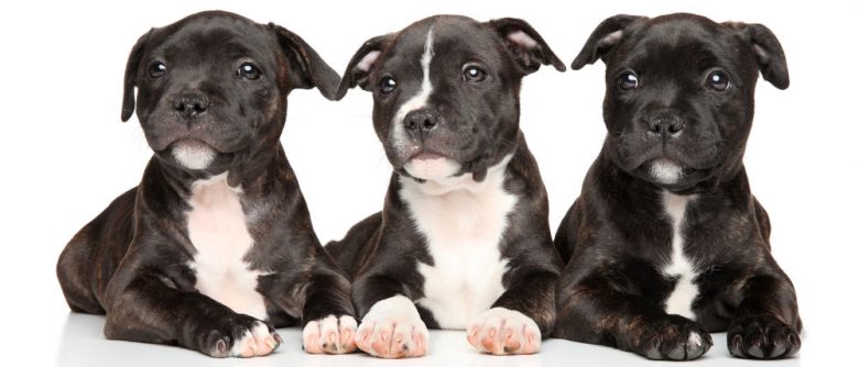Three Staffordshire Bull Terrier puppies lying down