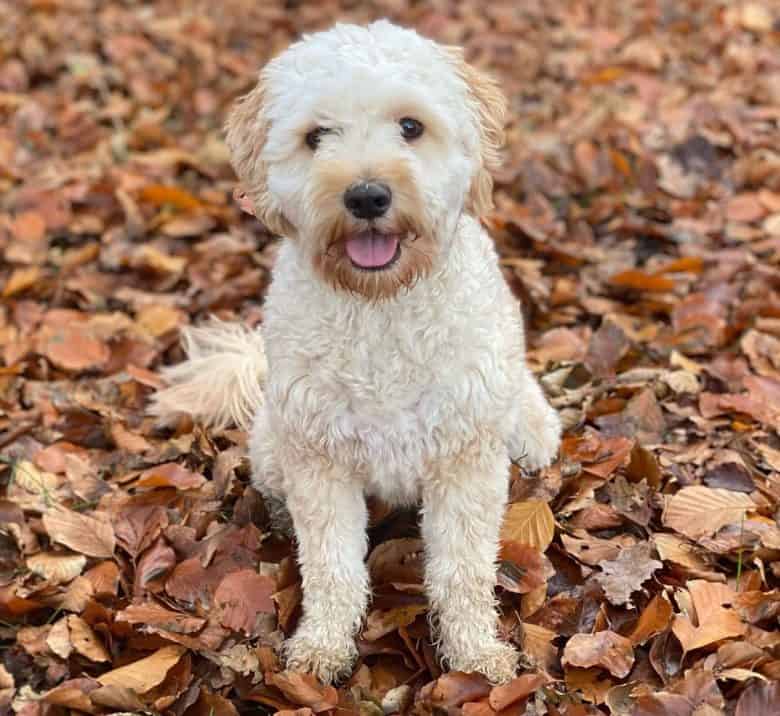 Tibetan Terrier and Poodle mix