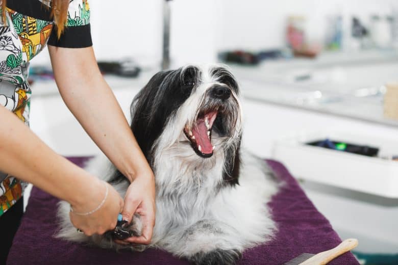 Tibetan Terrier dog getting groomed