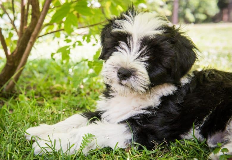 Tibetan Terrier dog relaxing on the grass