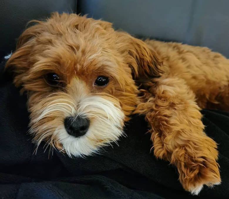 Tired Havanese dog lying on the bed