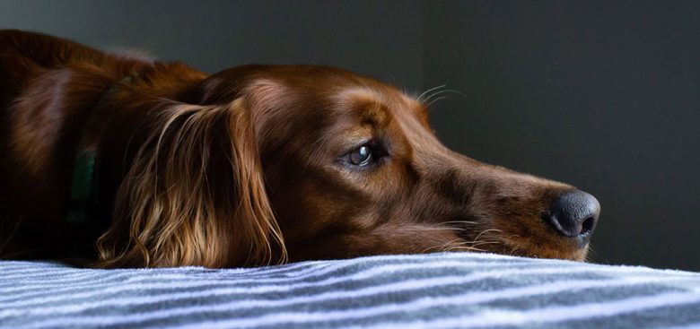 Tired Irish Setter dog lying on the bed