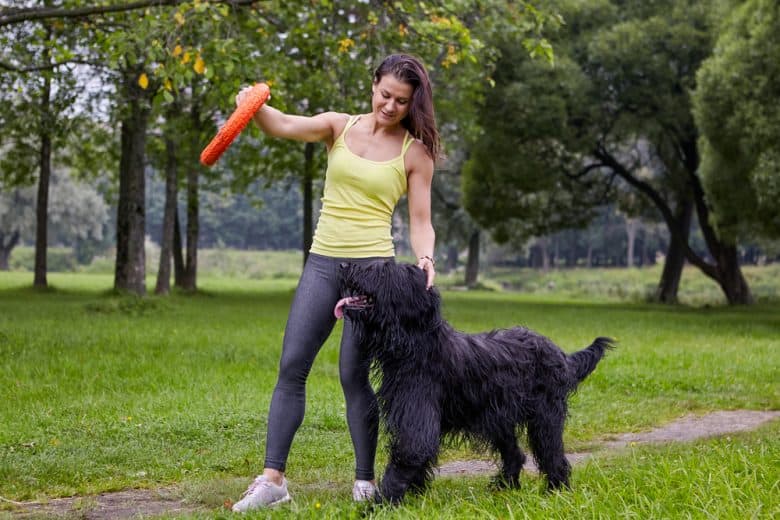 Briard dog being trained by the lady owner
