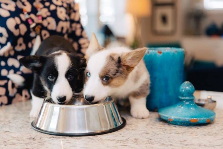 Two adorable Cardigan Welsh Corgis sharing meal together
