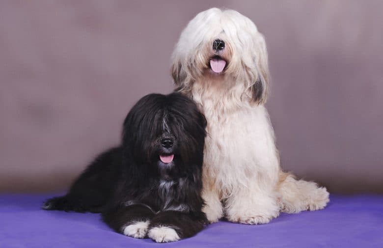 Two adorable Tibetan Terrier dogs