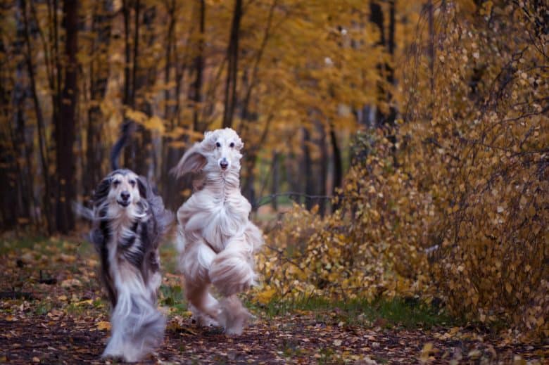 Two beautiful Afghan hounds running in the park