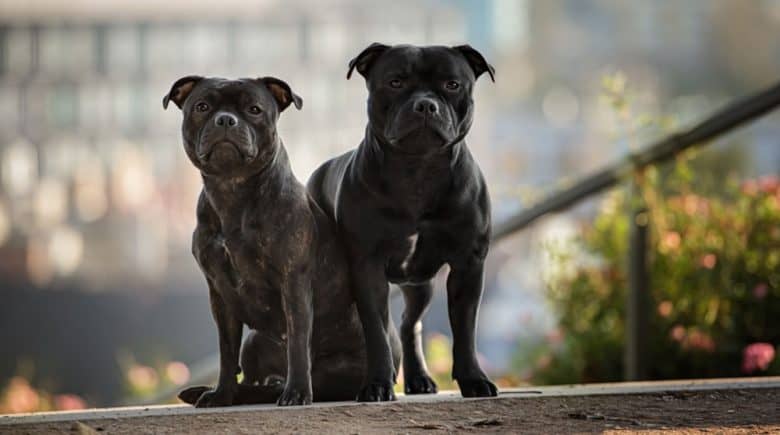 Two black Staffordshire Bull Terrier dogs