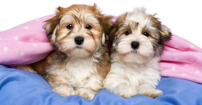 Two cute Havanese puppies