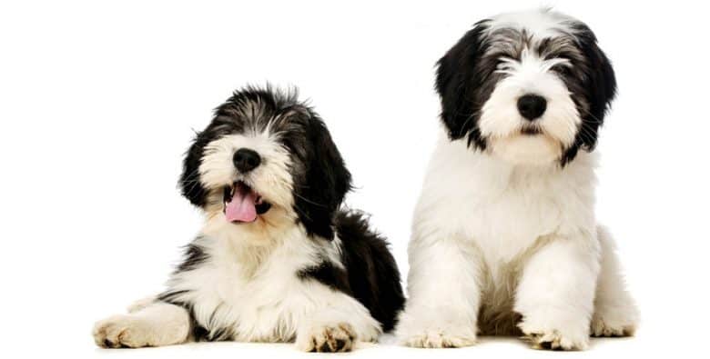 Two cute Polish Lowland Sheepdog puppies
