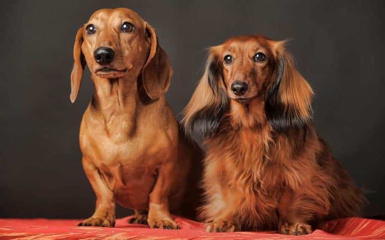 Portrait of two Dachshund dogs
