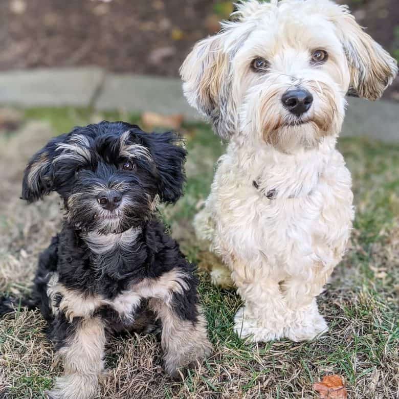 Two Havanese dogs in different colors