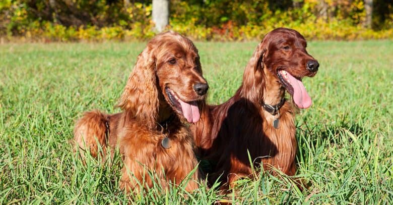 Two panting Irish Setter dogs lying on the grass