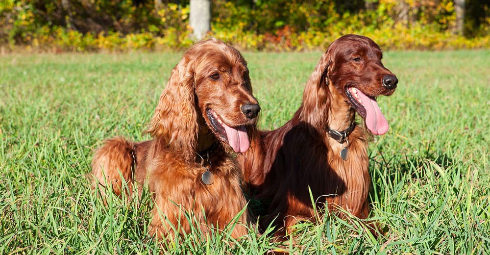 Irish Setter Introducing the HighEnergy Gun Dog with Charm K9 