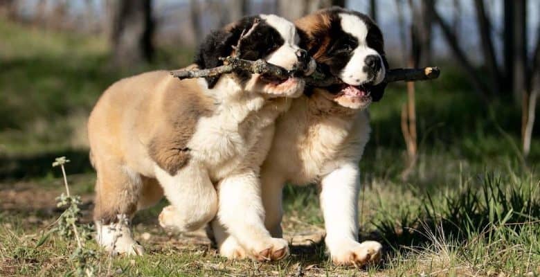 Two Saint Bernard puppies playing a stick together