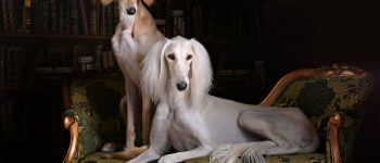 Two Saluki dogs in a royal living room