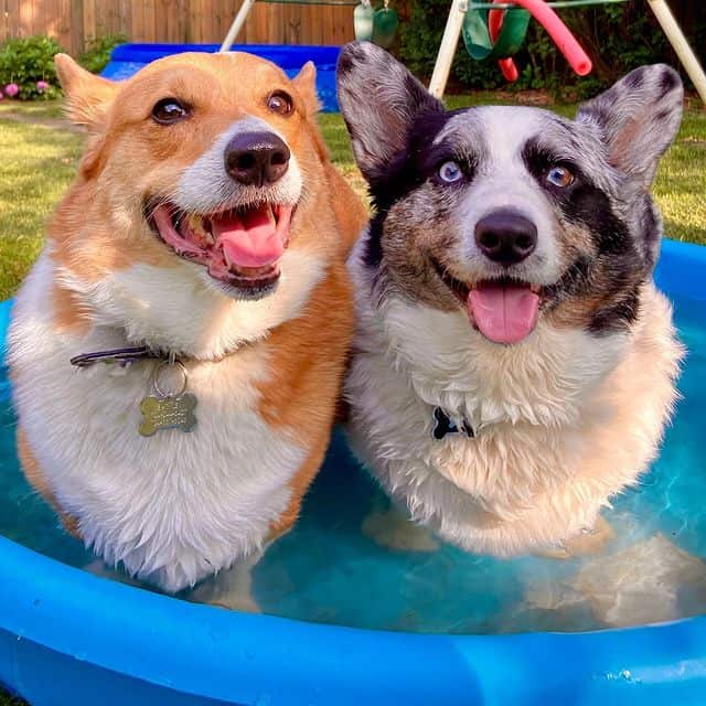Two smiling Cardigan Welsh Corgis enjoying the water