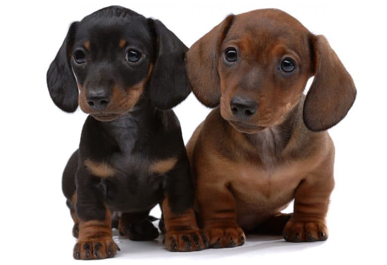Two smooth-haired Dachshund puppies