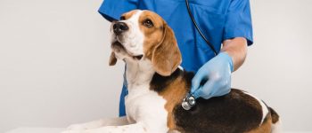 Veterinarian examining Beagle dog with stethoscope