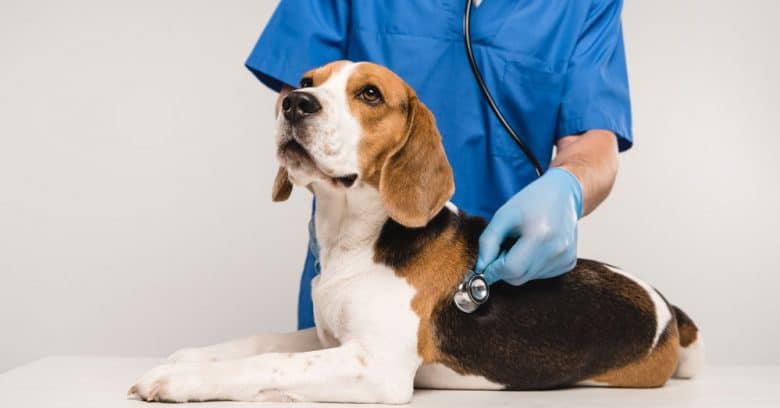 Veterinario che esamina un cane Beagle con stetoscopio