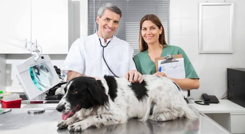 Veterinary doctor and a nurse examining the Border Collie dog