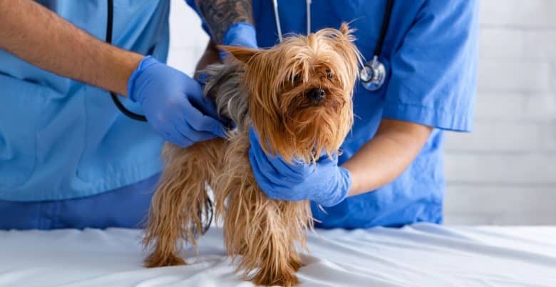 Veterinary doctor with assistant checking the dog heartbeat