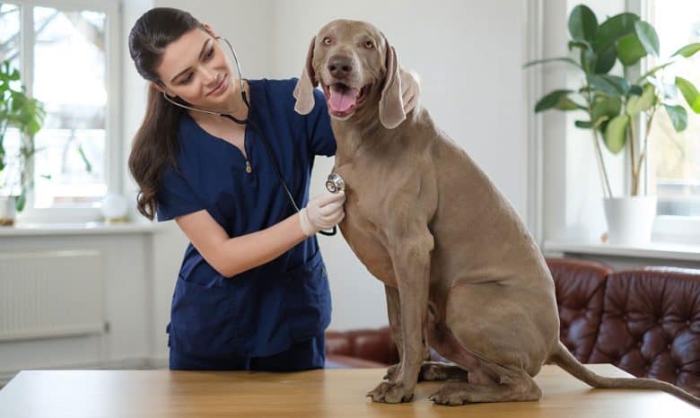 Veterinary surgeon checking the Weimaraner dog