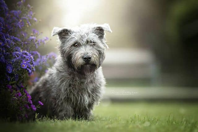 Vignette portrait of adorable Glen of Imaal Terrier