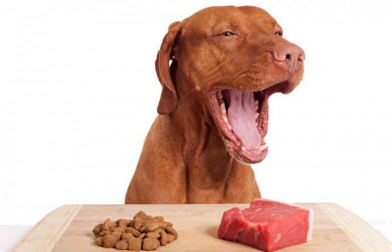 Vizsla dog opening mouth wide open with the foods