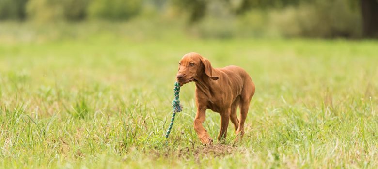 Vizsla dog retrieving the rope toy on the field