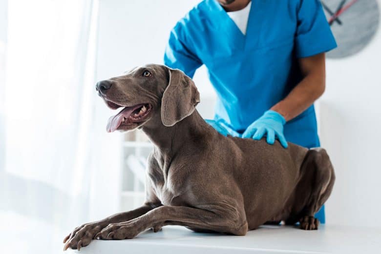 Weimaraner dog in the veterinary clinic for checkup