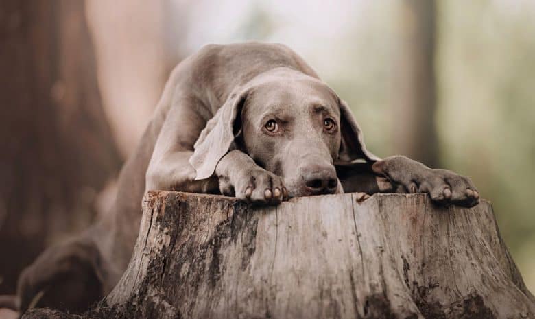 Weimaraner dog laying down on the tree stump