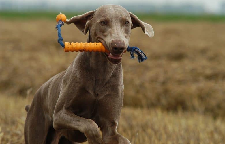 Weimaraner dog running while biting his toy