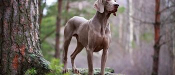 Weimaraner dog posing under the big tree