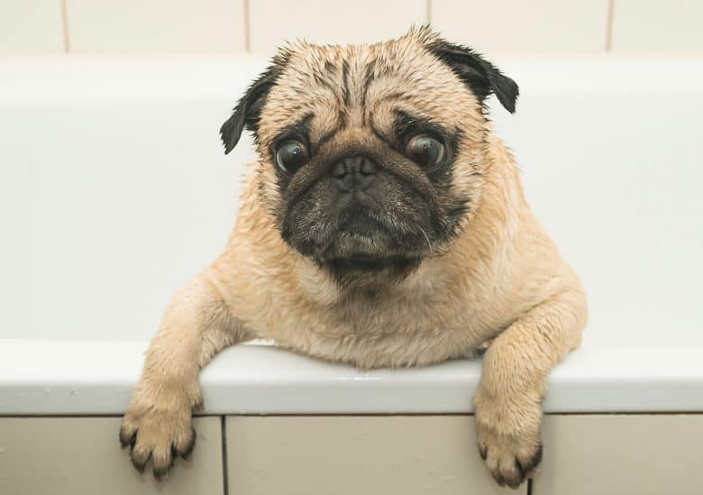Wet Pug dog in a bath tub