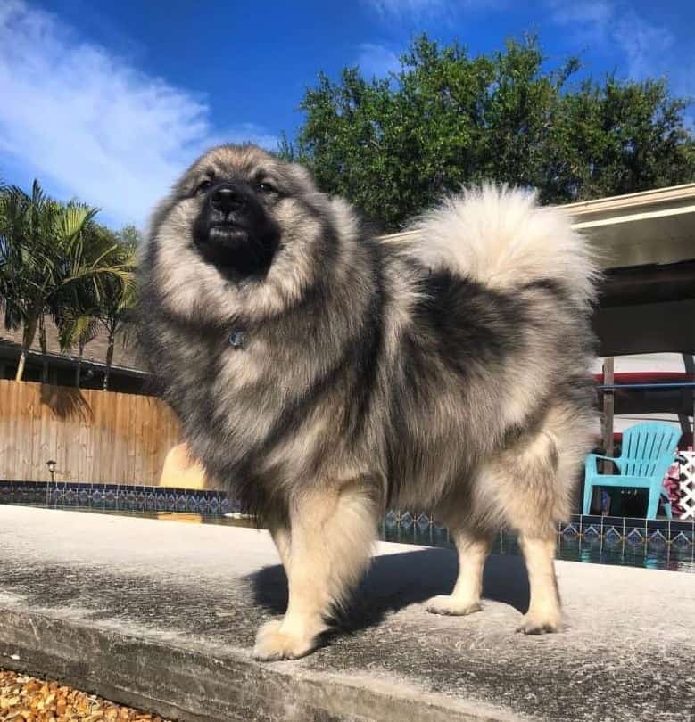 The Keeshond: Meet The Ancient Dutch Barge Dog of Your Dreams - K9 Web