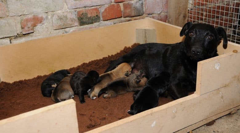 Working Terrier dog with her litter of puppies