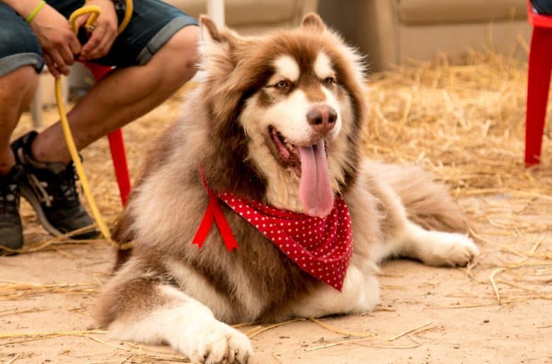 Young Alaskan Malamute dog in Thailand