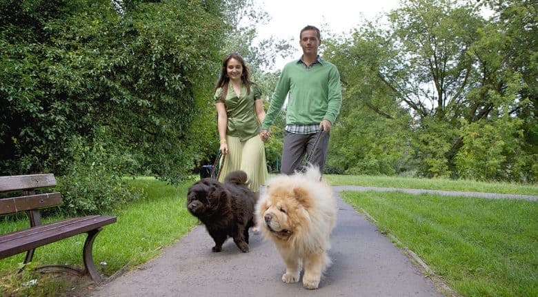 Couple walking with Chow Chow dogs