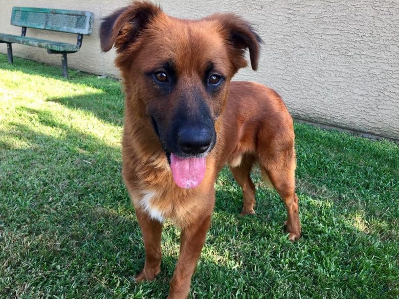 Young German Shepherd and Irish Setter mix dog portrait