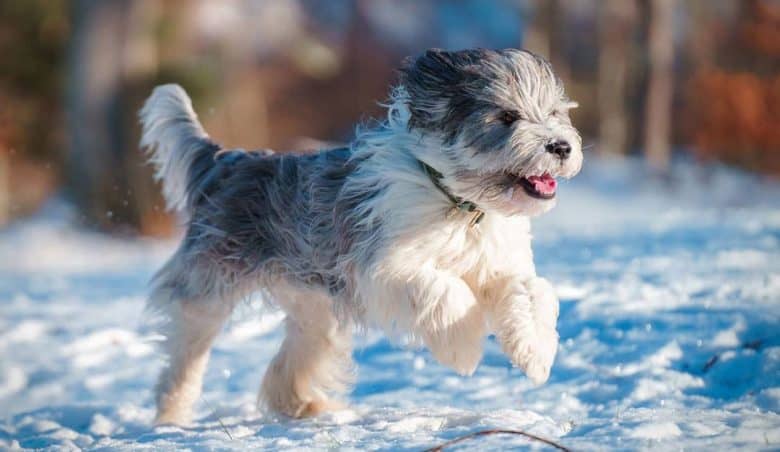 Young Polish Lowland Sheepdog running on the snow